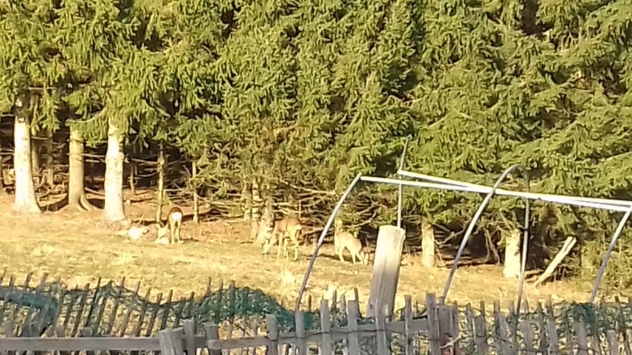 Petit Chalet Nature Les Rousses Buitenkant foto